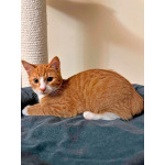 Маленькая дачная сирота ищет дом и человека