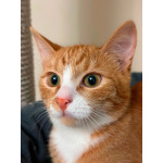 Маленькая дачная сирота ищет дом и человека