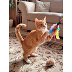 Маленькая дачная сирота ищет дом и человека