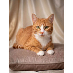 Маленькая дачная сирота ищет дом и человека