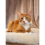 Маленькая дачная сирота ищет дом и человека