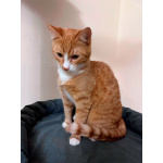 Маленькая дачная сирота ищет дом и человека