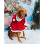 Молодой песик Рыжулик, метис гончей ищет дом