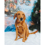 Молодой песик Рыжулик, метис гончей ищет дом