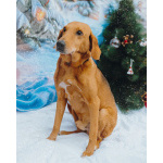 Молодой песик Рыжулик, метис гончей ищет дом