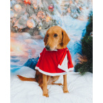 Молодой песик Рыжулик, метис гончей ищет дом