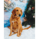 Молодой песик Рыжулик, метис гончей ищет дом