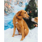 Молодой песик Рыжулик, метис гончей ищет дом