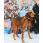 Молодой песик Рыжулик, метис гончей ищет дом