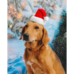 Молодой песик Рыжулик, метис гончей ищет дом