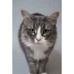 Кот Лео ищет дом!