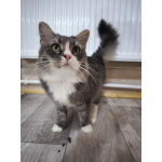 Кот Лео ищет дом!