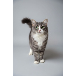 Кот Лео ищет дом!