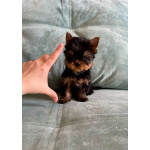 Щенки йоркширского терьера супер мини