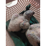 Птенцы попугая Жако