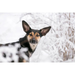 Необычная собака-лань Елисея в добрые руки