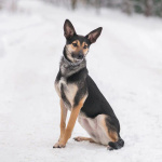 Необычная собака-лань Елисея в добрые руки