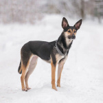 Необычная собака-лань Елисея в добрые руки