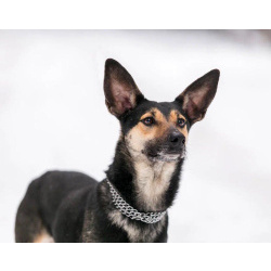 Необычная собака-лань Елисея в добрые руки