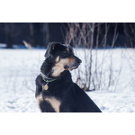 Мужественный красавец Кир в добрые руки.