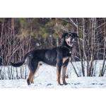 Мужественный красавец Кир в добрые руки.