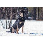 Мужественный красавец Кир в добрые руки.