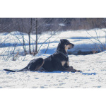 Мужественный красавец Кир в добрые руки.