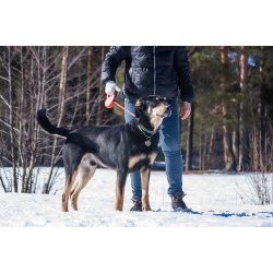 Мужественный красавец Кир в добрые руки.