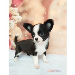 Щенки Чихуахуа