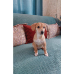 Очень красивый маленький щенок