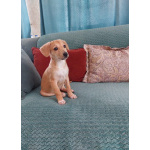 Очень красивый маленький щенок