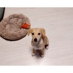 Очень красивый маленький щенок