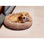 Очень красивый маленький щенок