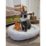 Ласковый красавец молодой котик Митя ищет семью!