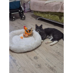 Ласковый красавец молодой котик Митя ищет семью!