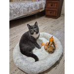 Ласковый красавец молодой котик Митя ищет семью!