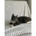 Ласковый красавец молодой котик Митя ищет семью!