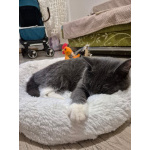 Ласковый красавец молодой котик Митя ищет семью!