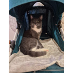 Ласковый красавец молодой котик Митя ищет семью!