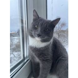 Ласковый красавец молодой котик Митя ищет семью!