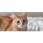 Котёнок Вишенка