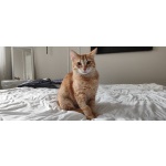 Котёнок Вишенка