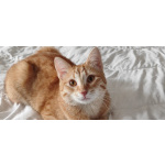 Котёнок Вишенка