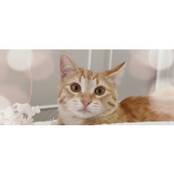 Котёнок Вишенка