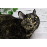 Ищет дом очаровательная Вета