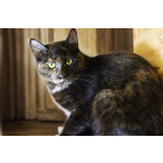 Ищет дом очаровательная Вета