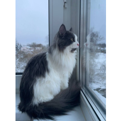 Шикарный пушистый котик Мотя ищет дом!