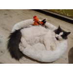 Шикарный пушистый котик Мотя ищет дом!