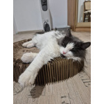 Шикарный пушистый котик Мотя ищет дом!