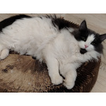 Шикарный пушистый котик Мотя ищет дом!